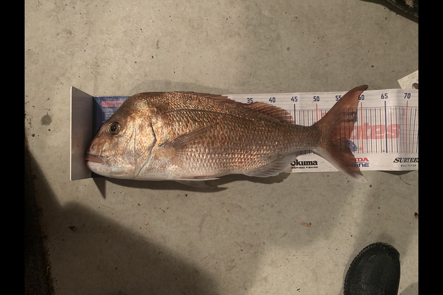 Mark Piskulic caught this 56.5cm Snapper at Northland during The Export NZ Fishing Competition